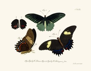 Mariposas de German School