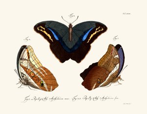 Mariposas de German School