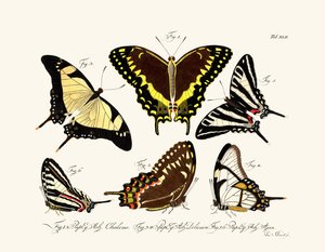 Mariposas de German School
