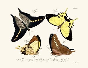 Mariposas de German School