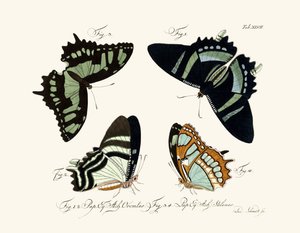 Mariposas de German School