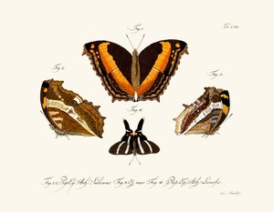 Mariposas de German School