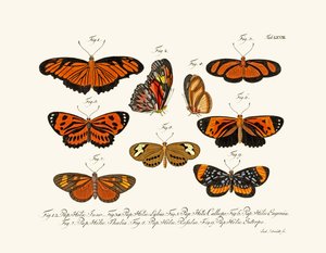 Mariposas de German School