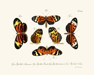 Mariposas de German School