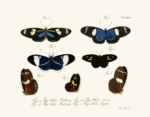 Mariposas de German School