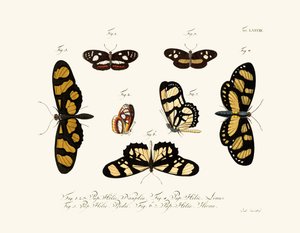 Mariposas de German School