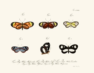 Mariposas de German School