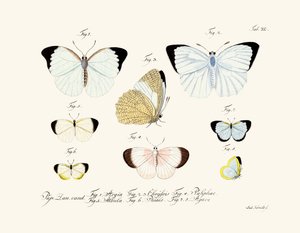 Mariposas de German School