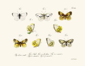 Mariposas de German School