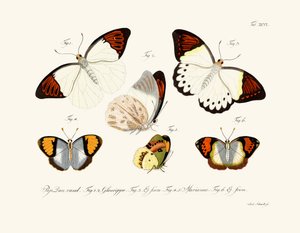 Mariposas de German School
