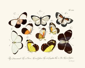 Mariposas de German School