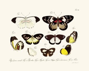 Mariposas de German School