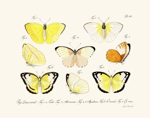 Mariposas de German School