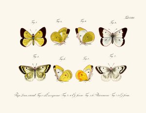 Mariposas de German School
