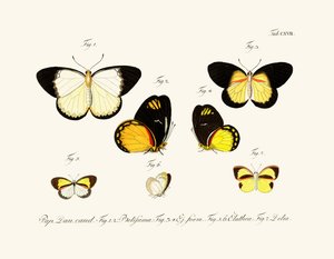 Mariposas de German School
