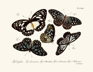 Mariposas de German School