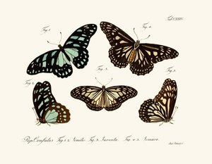 Mariposas de German School