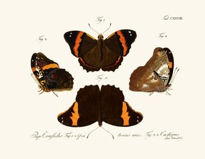 Mariposas de German School