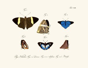 Mariposas de German School