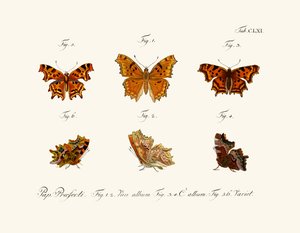 Mariposas de German School