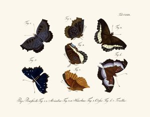 Mariposas de German School