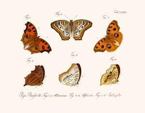 Mariposas de German School