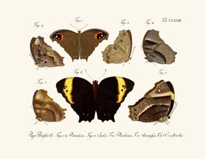 Mariposas de German School