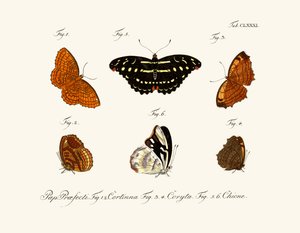 Mariposas de German School