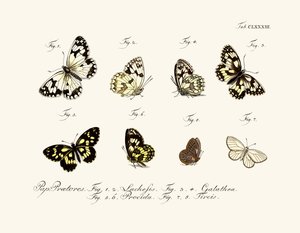 Mariposas de German School