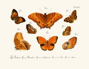 Mariposas de German School
