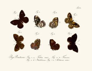 Mariposas de German School