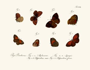 Mariposas de German School