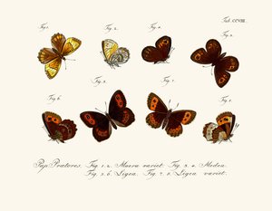Mariposas de German School