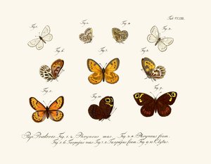 Mariposas de German School