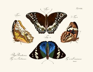 Mariposas de German School