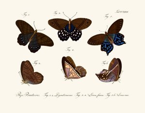 Mariposas de German School