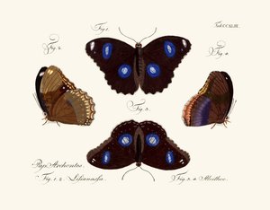 Mariposas de German School