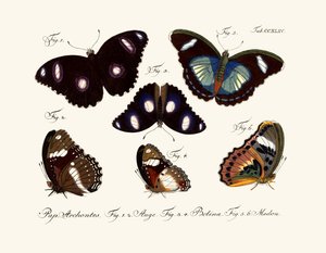 Mariposas de German School
