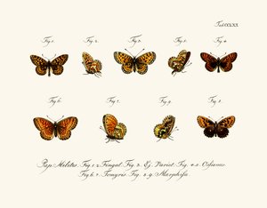 Mariposas de German School
