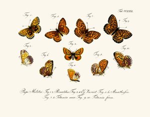 Mariposas de German School