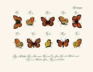 Mariposas de German School