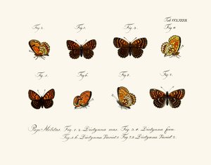 Mariposas de German School