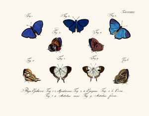 Mariposas de German School