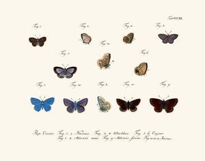 Mariposas de German School