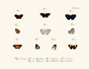 Mariposas de German School