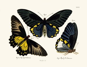 Mariposas de German School
