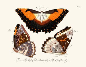 Mariposas de German School