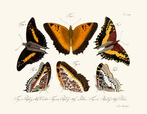 Mariposas de German School