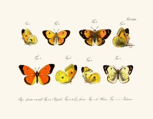Mariposas, 1783-1806 de German School