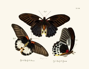 Mariposas, 1783-1806 de German School